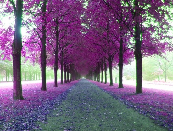 I'd stop to take a picture of these trees for sure.  Picture found on Indulgy.com.  The rights belong to its owner.